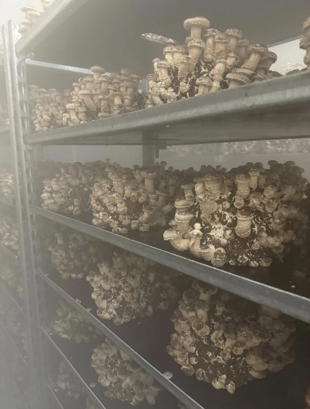 Shiitake in crescita sugli scaffali della coltivazione