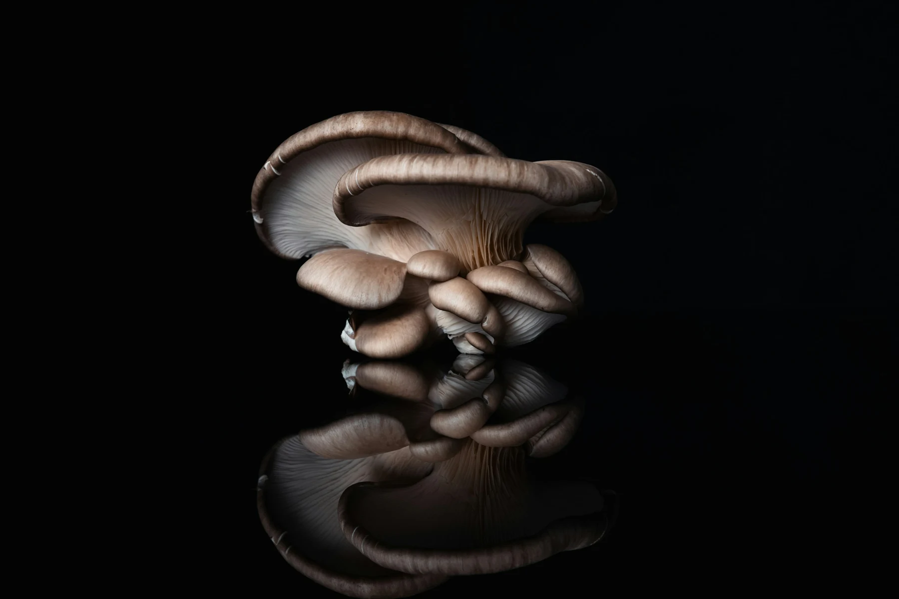 Un gruppo di funghi Pleurotus su fondo scuro